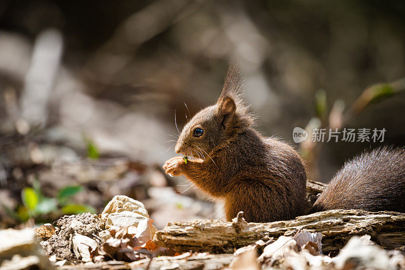 红松鼠(Sciurus vulgaris)